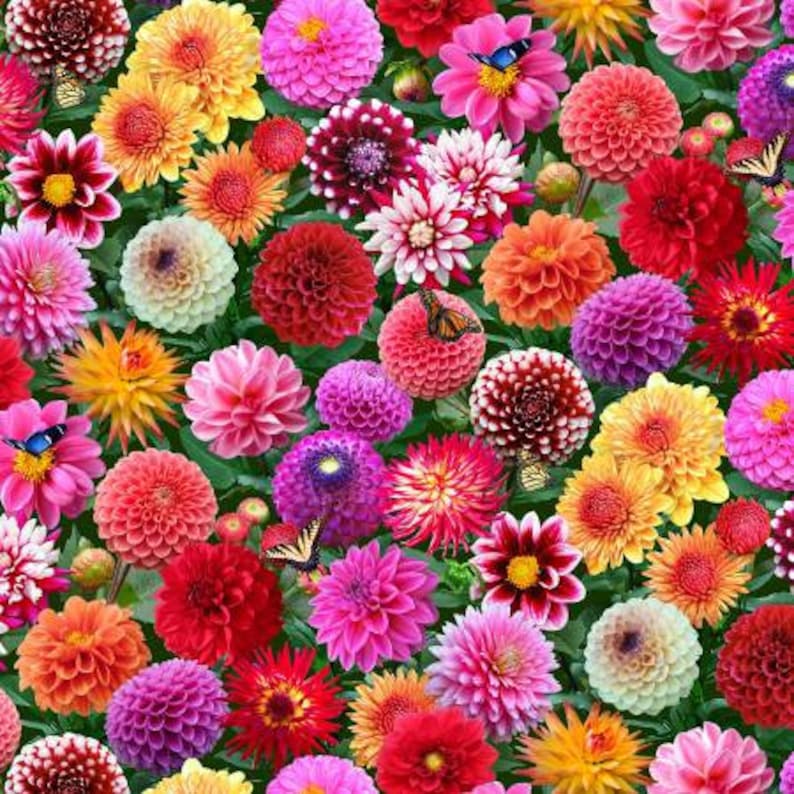 Elizabeth's Studio Burst Of Color Dahlias Multi 662