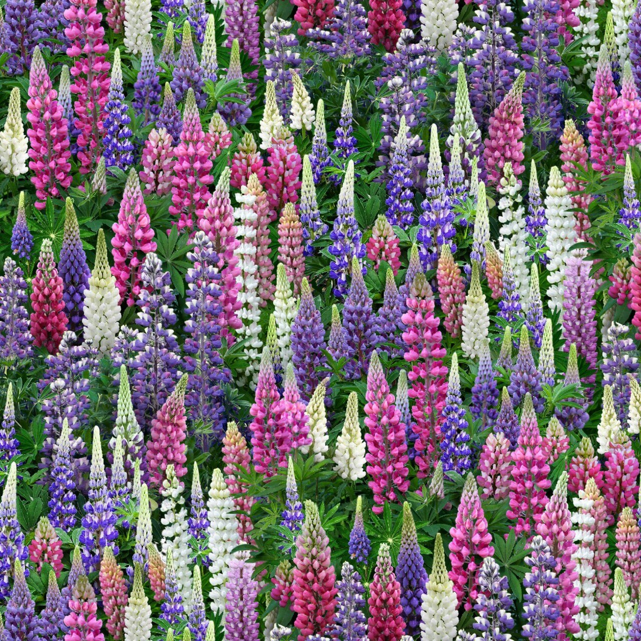 Elizabeth's Studio Landscape Medley Multi Lupines Floral #539