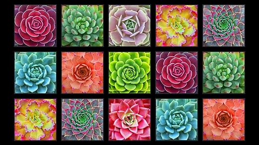 Elizabeth's Studio Panel Succulent Charm Panel on Black 597