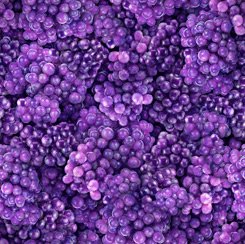 QT Fabrics Fresh Grapes Purple Dan Morris